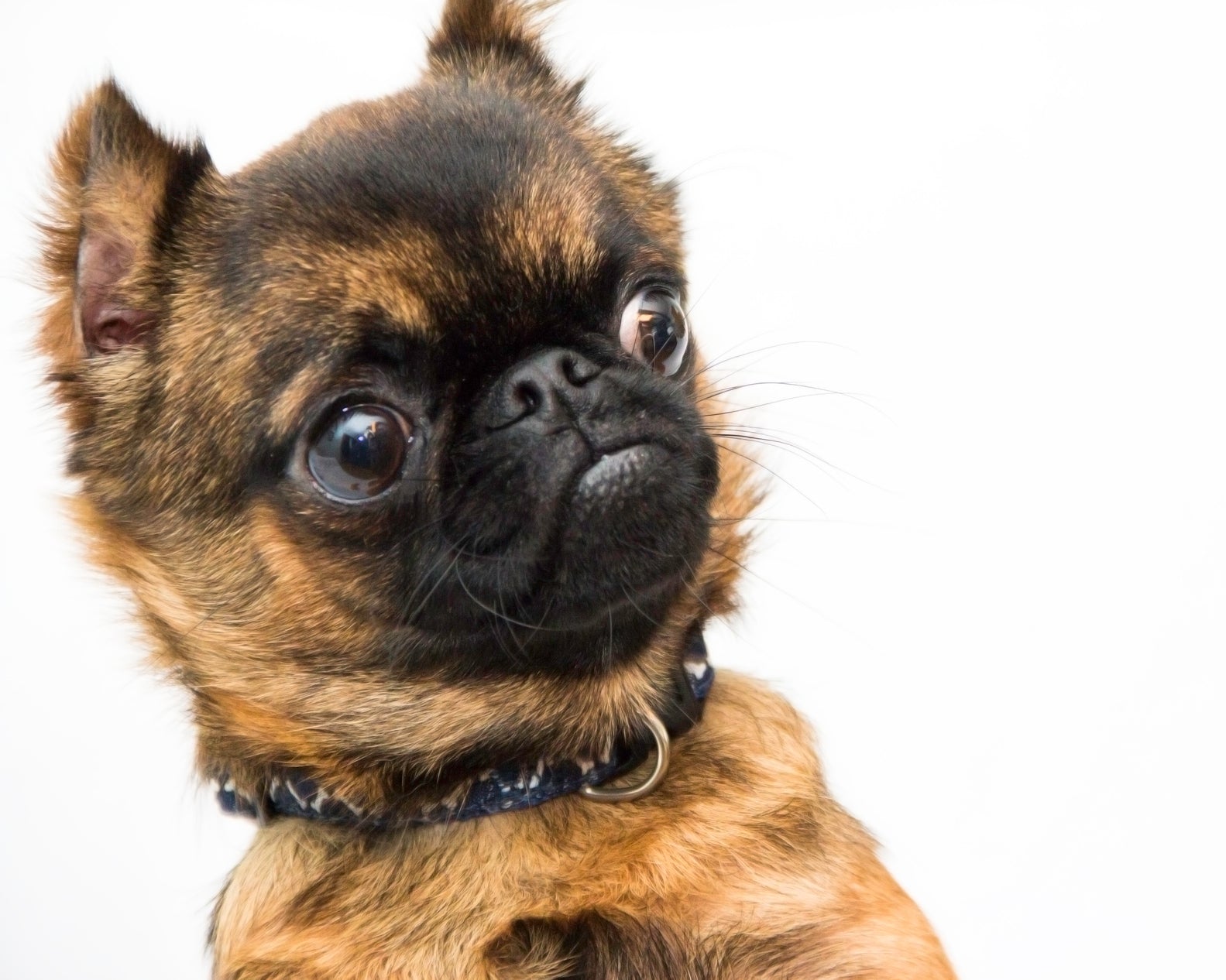 You won't believe how this group is going above and beyond for our animal friends.